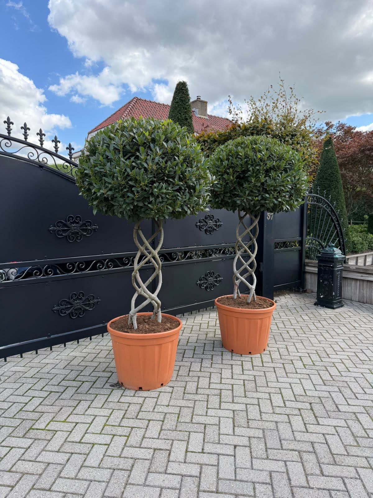 Two braided-stem spherical bay topiary in terracotta pots at a gate