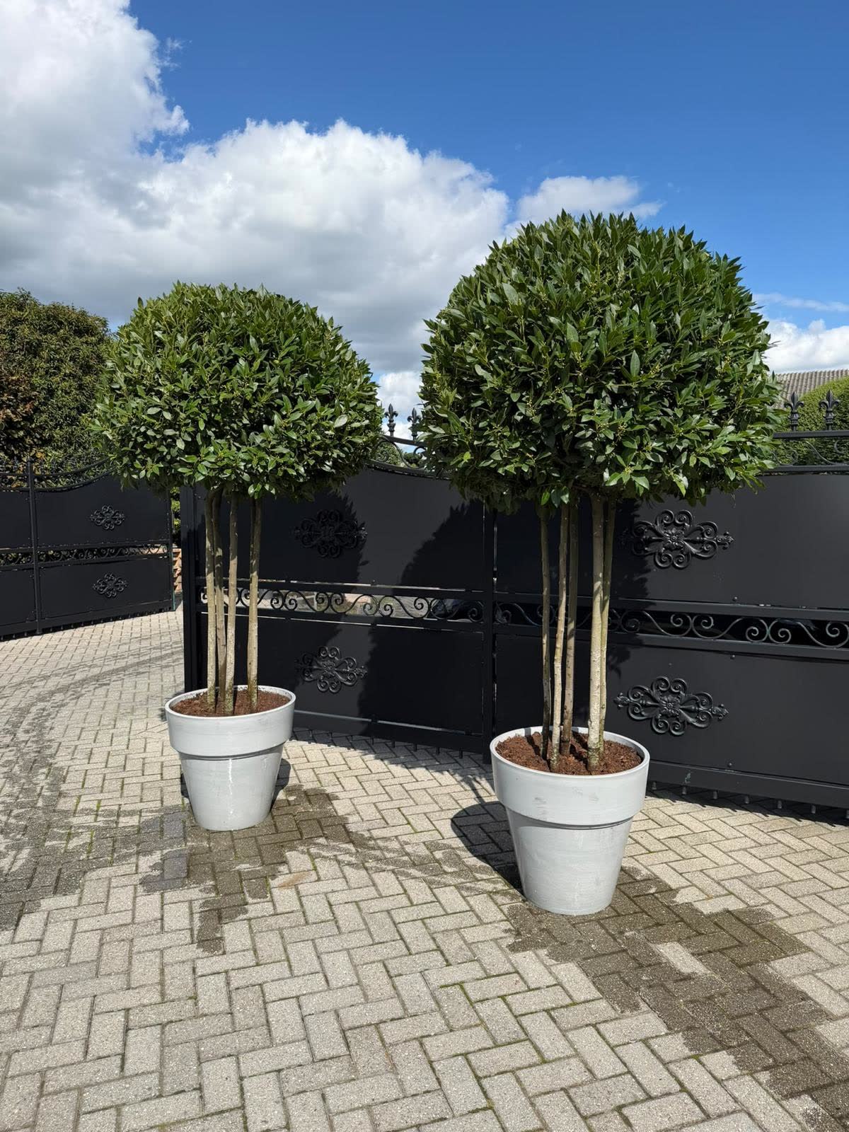 Two spherical multi-stem bay standards in grey pots at a gate