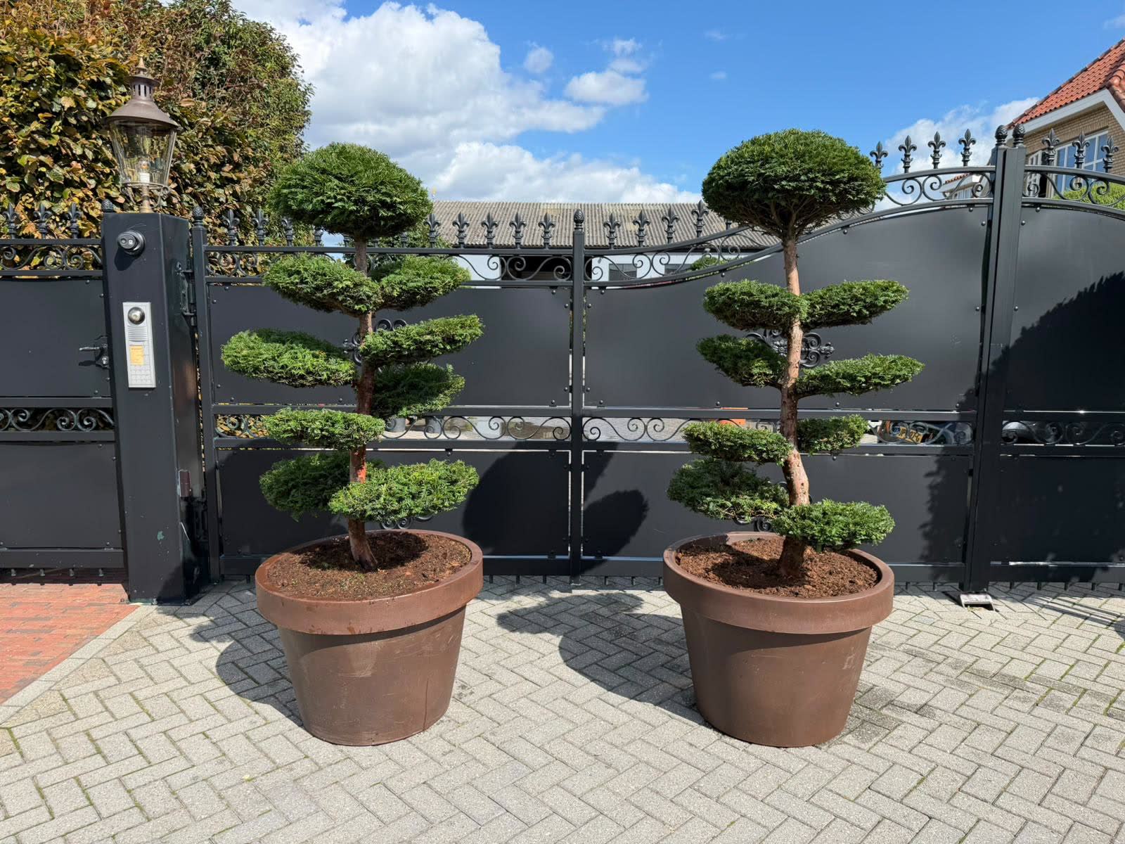 Two cloud topiary trees in brown pots flanking a gate