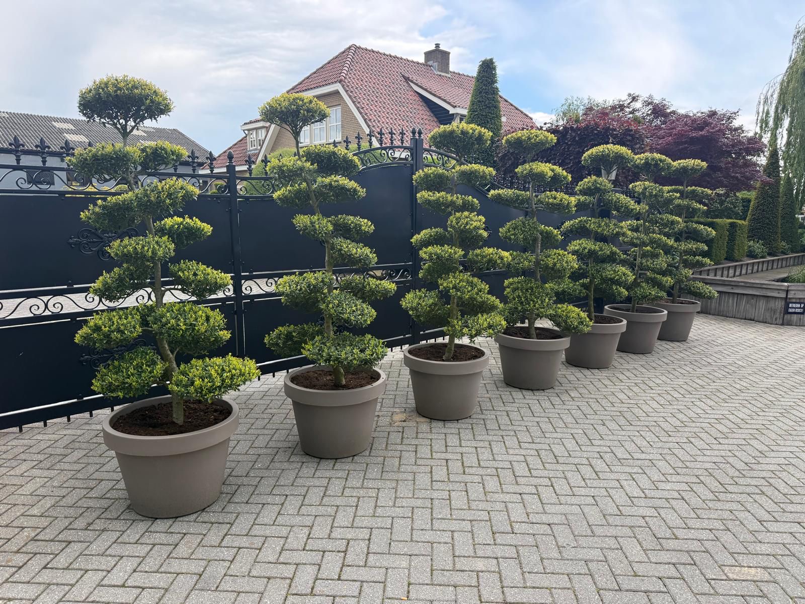 Six cloud topiary trees in grey pots at a gate