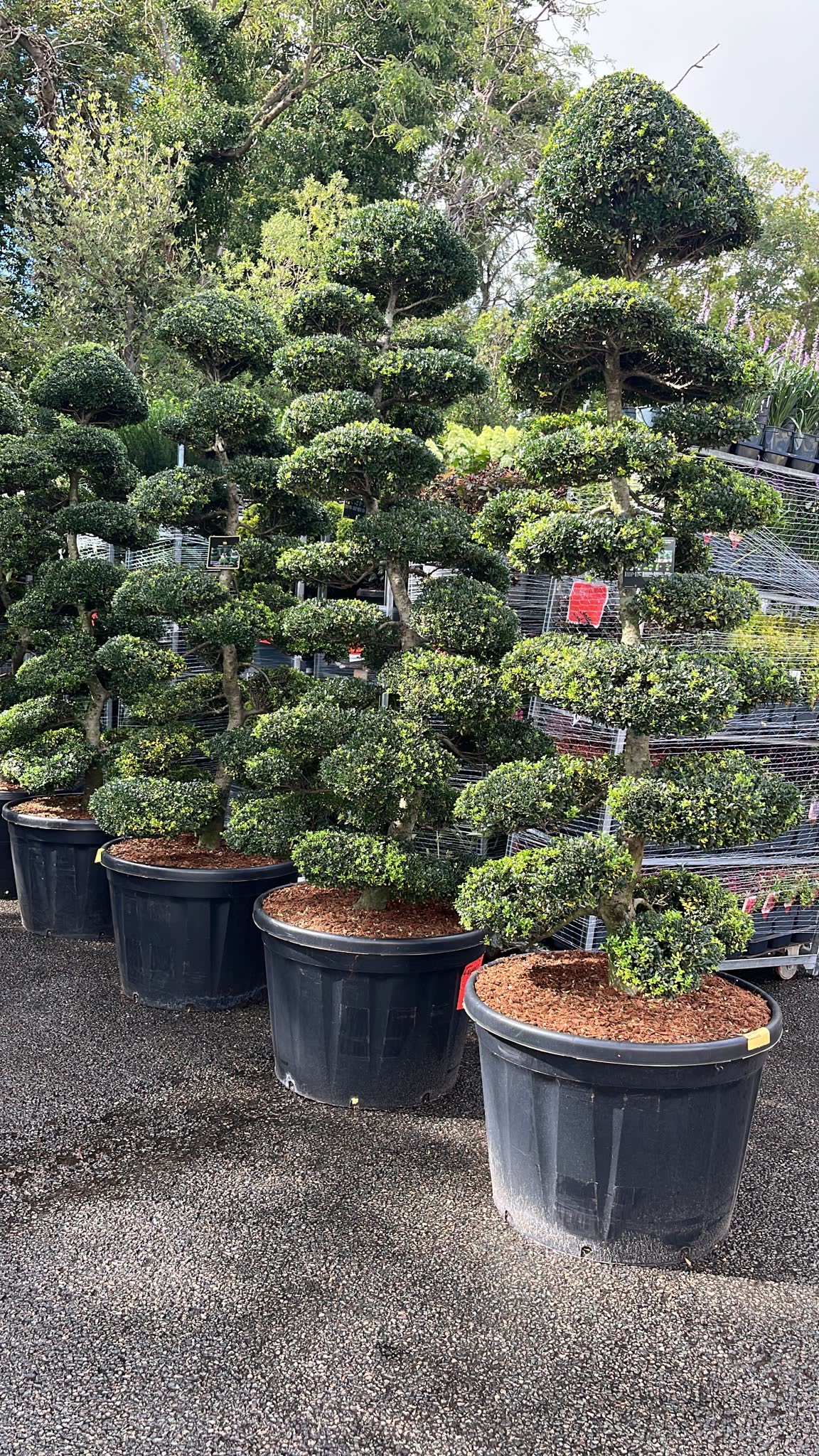 Four cloud topiary trees in black pots in the nursery yard