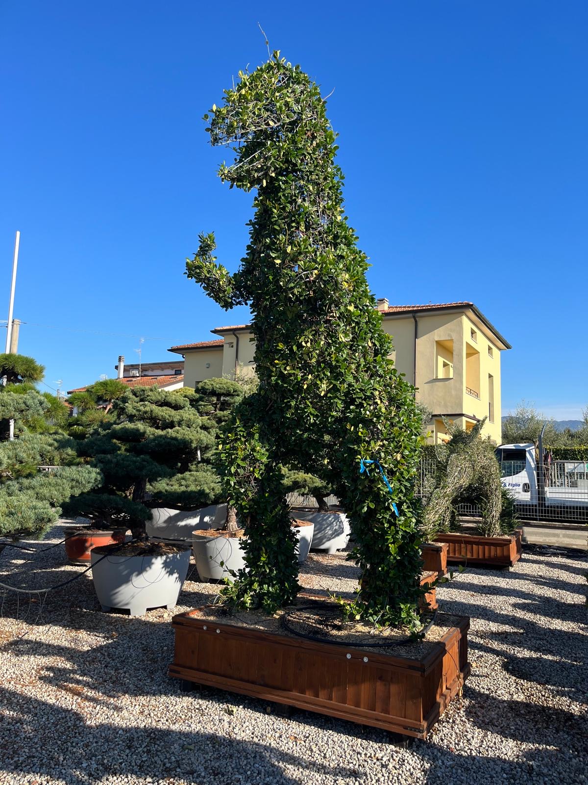 Dinosaur topiary in a wooden planter