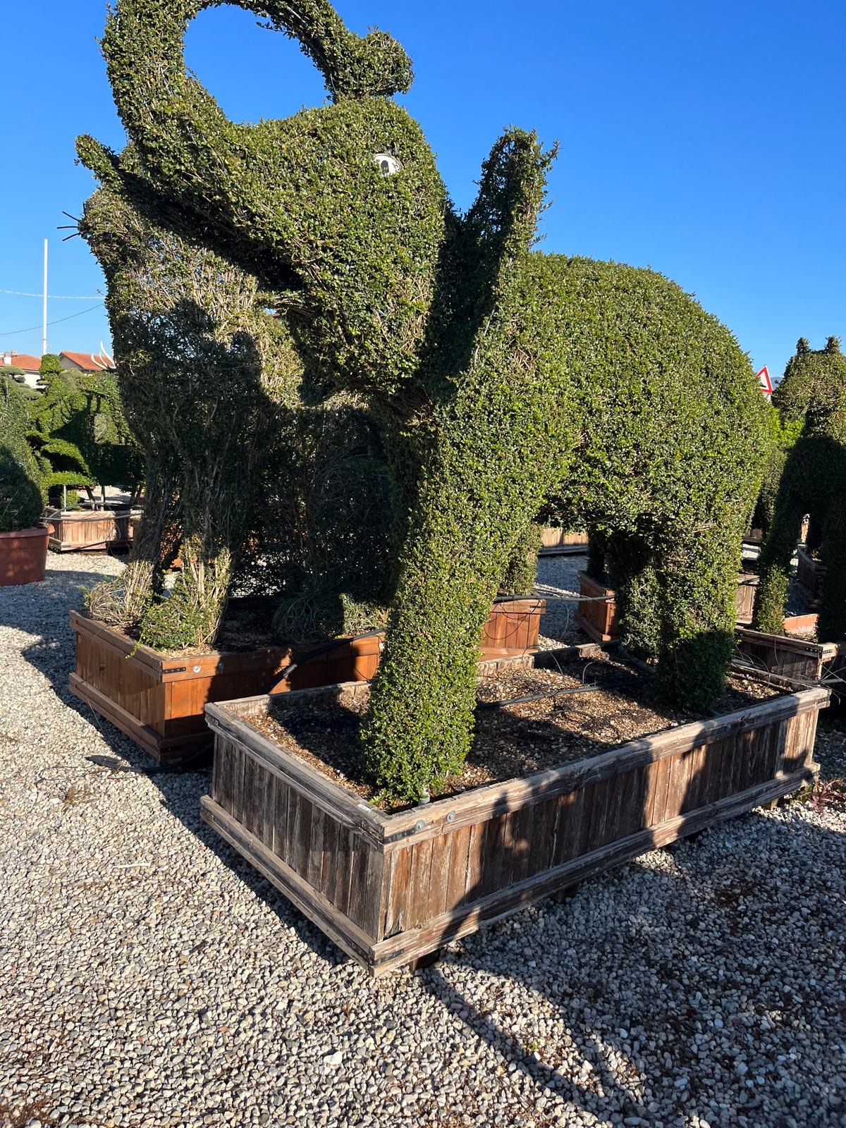 Elephant-shaped topiary in a wooden crate