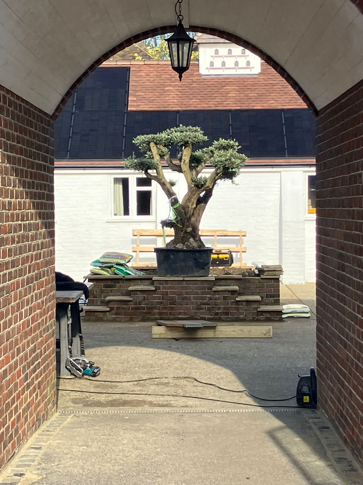 Cloud olive framed in a brick arch