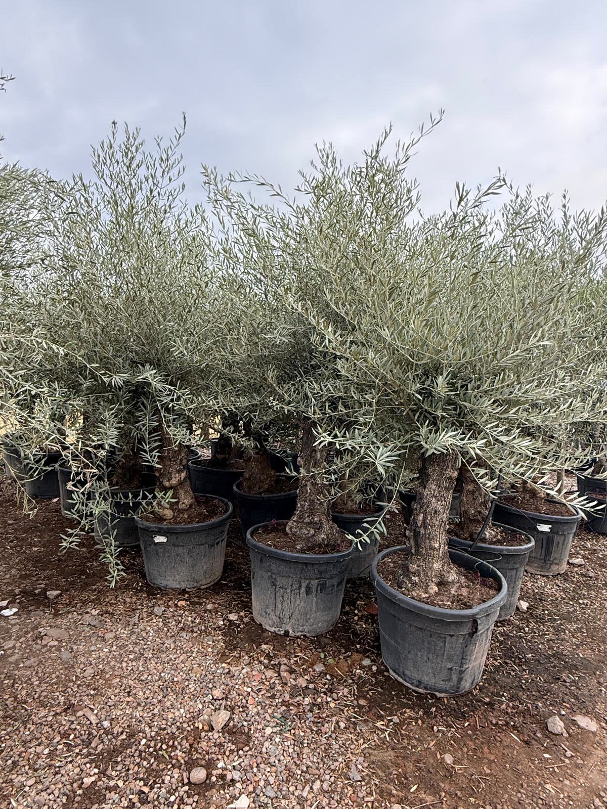 Rows of olive trees in black pots in the nursery