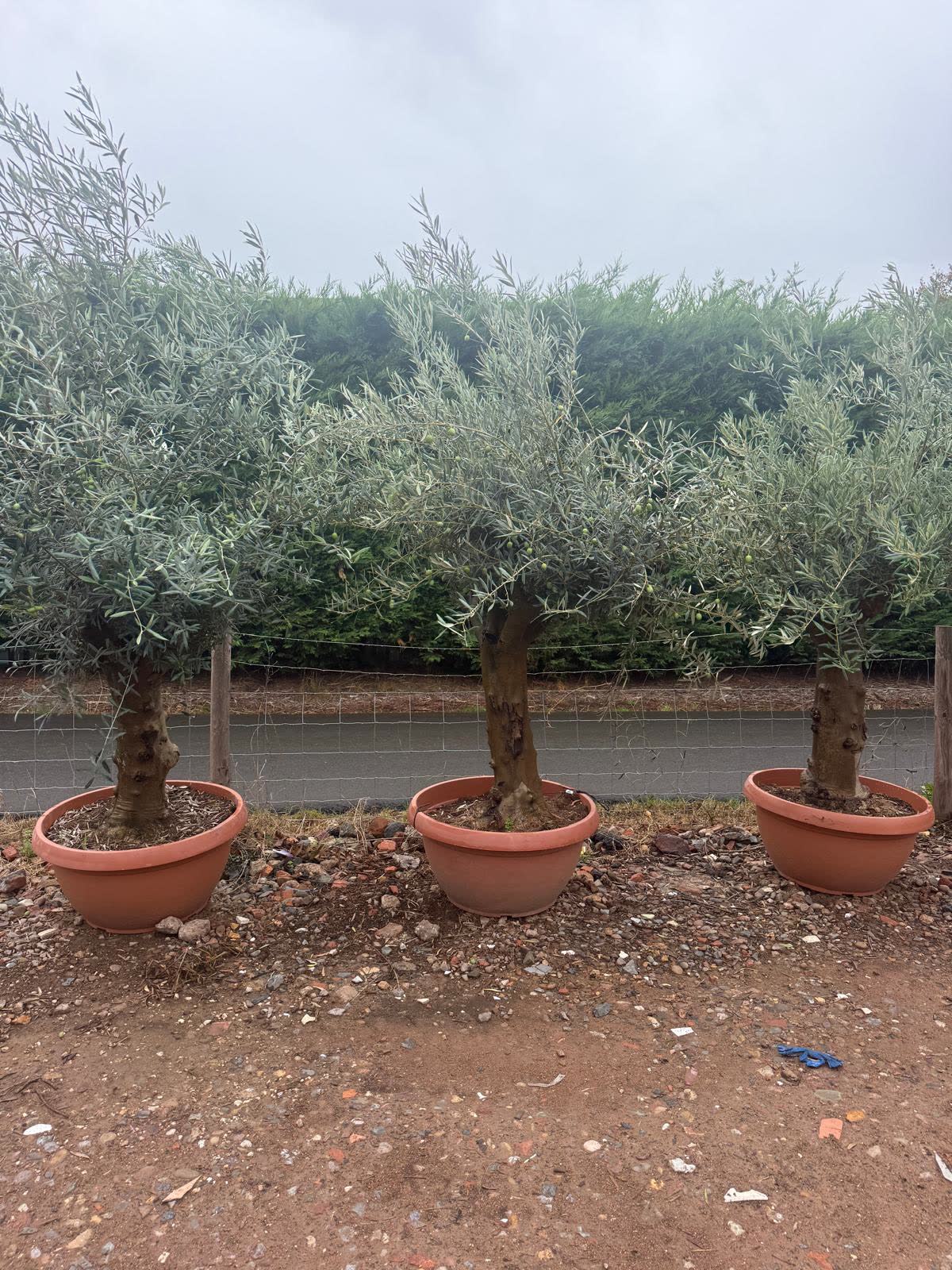 Three olive trees in terracotta pots against a clipped hedge